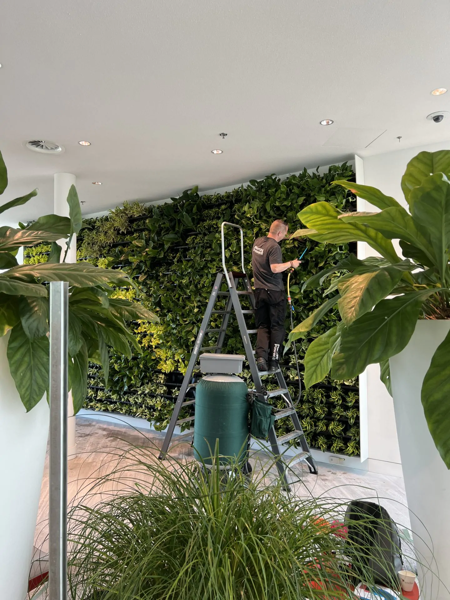 Plantenwand onderhoud