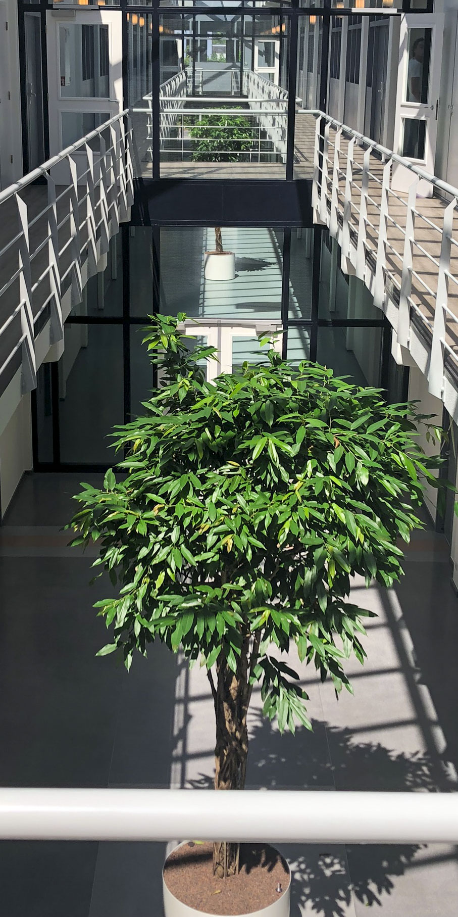 Diverse grote planten