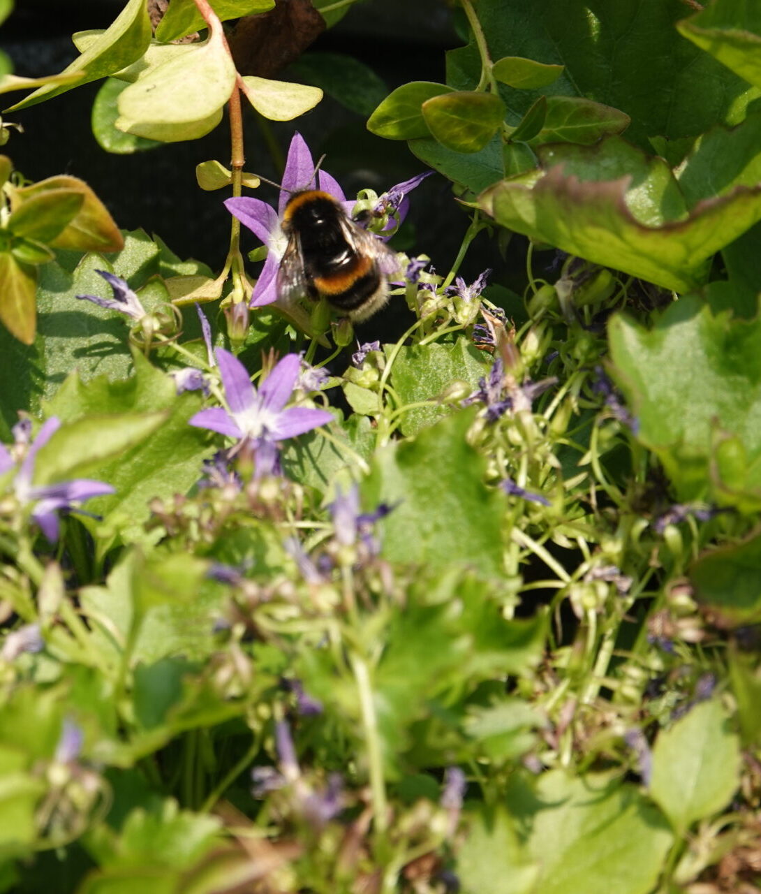 Verhoogde biodiversiteit door groene gevel