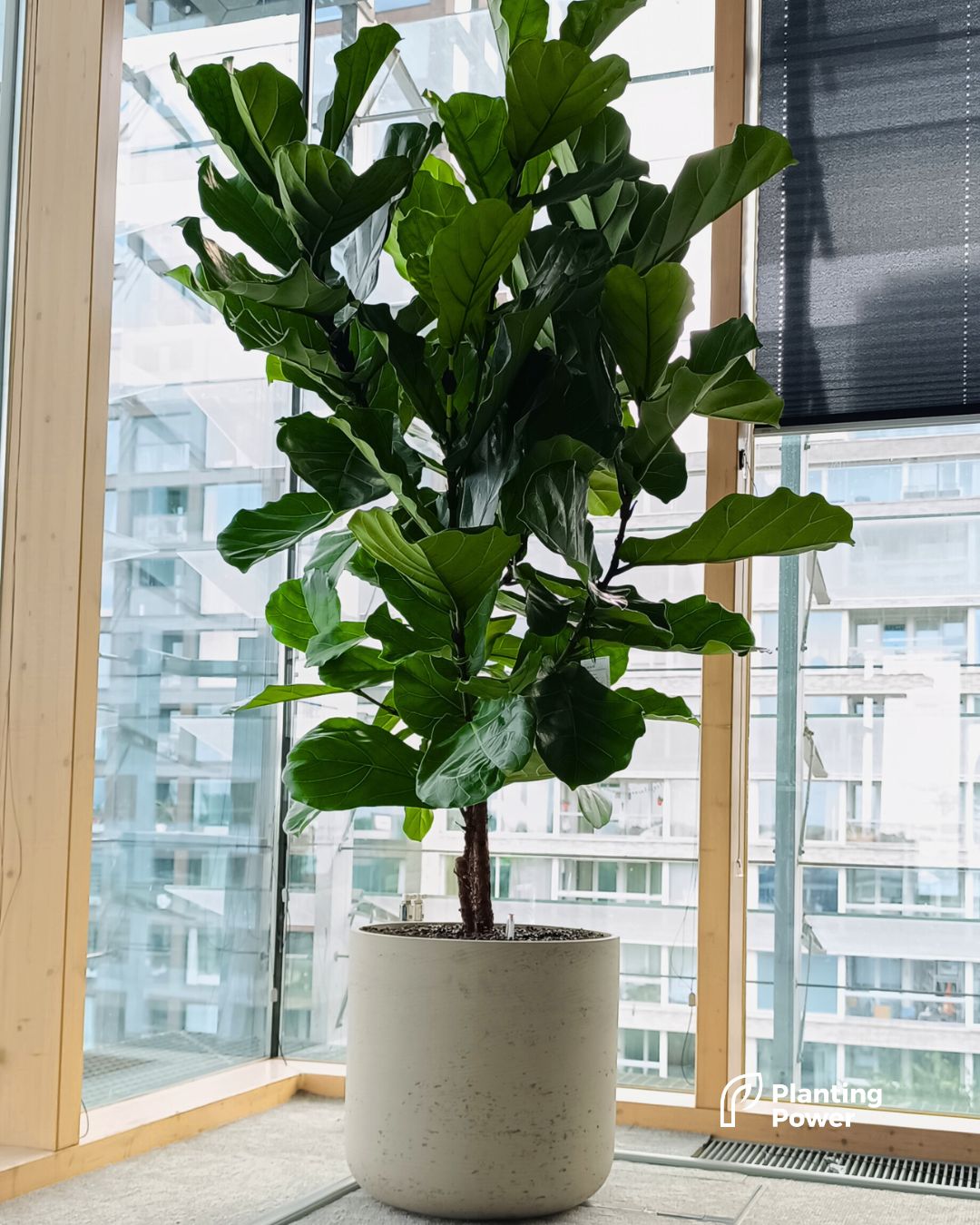 Gemixte beplanting in designpotten