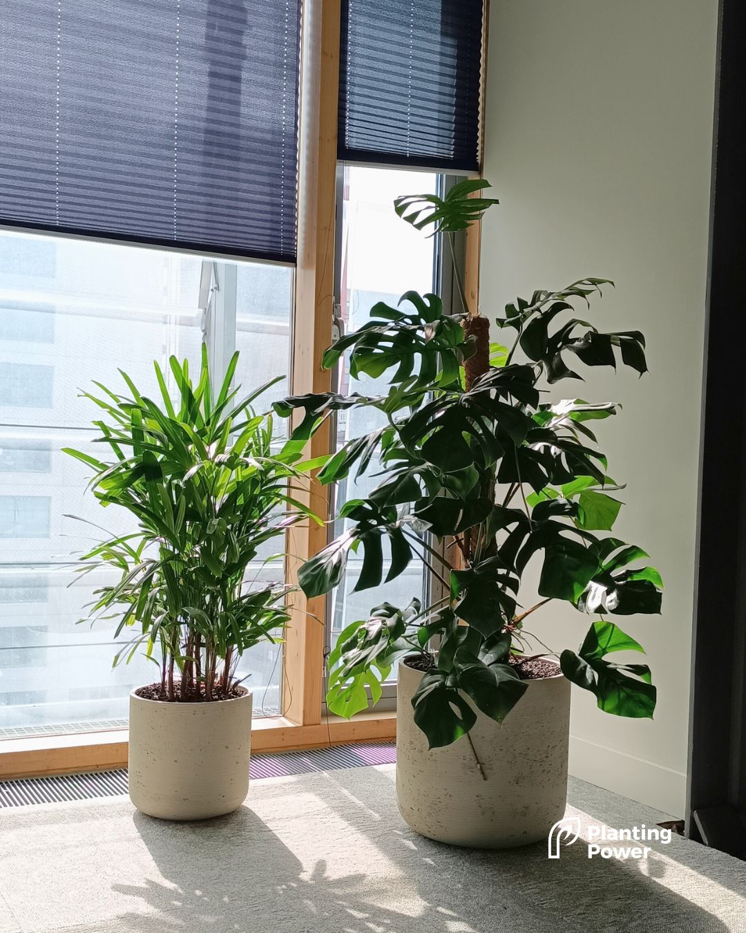 Gemixte beplanting in designpotten