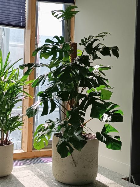 Monstera Deliciosa