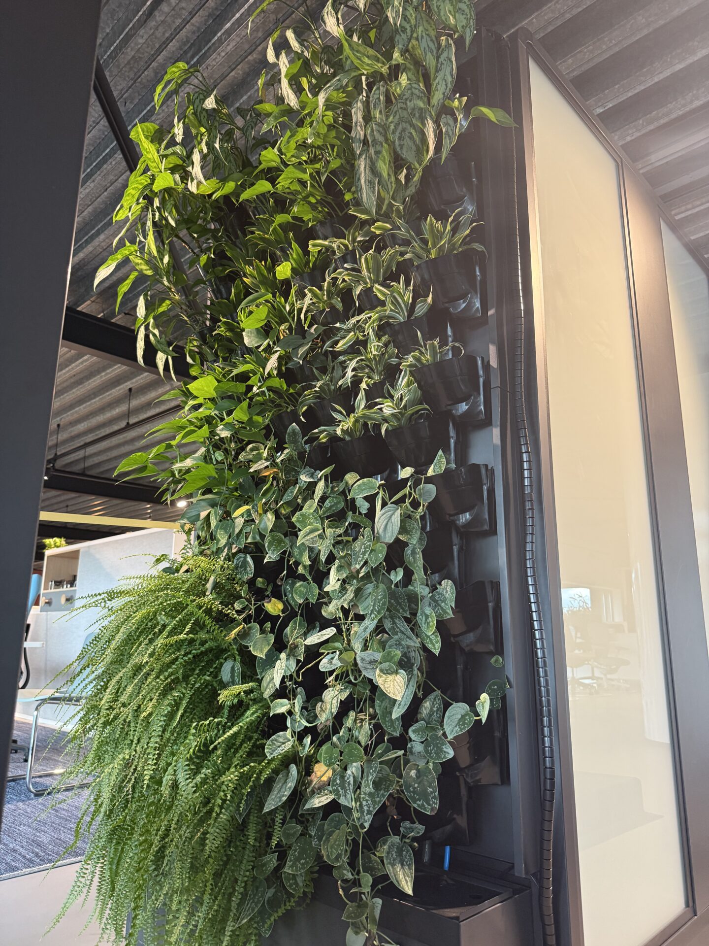 Interieurbeplanting Alphen aan den Rijn uitbesteden