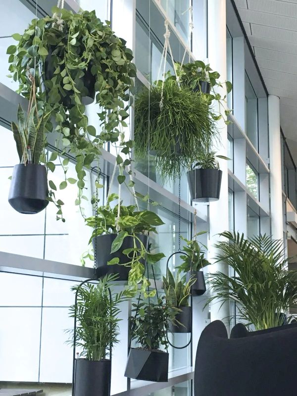 Interieurbeplanting Capelle aan den IJsel